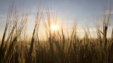 Gün batımında bir tarlada buğday kulakları rüzgarda sallanıyor, yakın plan. Mısır gevreği kültürü büyüyor. Tarım ve tarım sektörü konsepti. Güzel yaz doğası geçmişi. Çiftlik arazisi