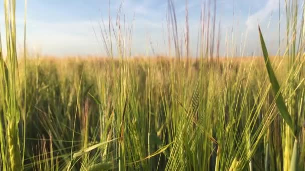 Oreilles Vertes Blé Dans Champ Aux Rayons Soleil Dorés Gros — Video