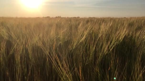 Búza Fülek Mezőn Naplementekor Ringatóznak Szélben Közelről Gabonakultúra Növekszik Mezőgazdaság — Stock videók