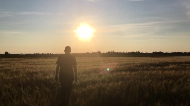 Ein Mann Geht Der Untergehenden Sonne Durch Ein Goldenes Weizenfeld — Stockvideo