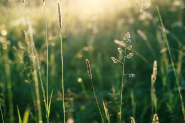 Güzel yaz doğası geçmişi. Güneşin doğuşunda yeşil çimenlerin arasında panikliyor. 
