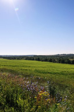 Güneşli bir günde kır çiçekleri ve mavi gökyüzü olan yeşil bir arazi. Güzel yaz manzarası 