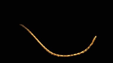 Dairesel hareketle Ouroboros sembolü