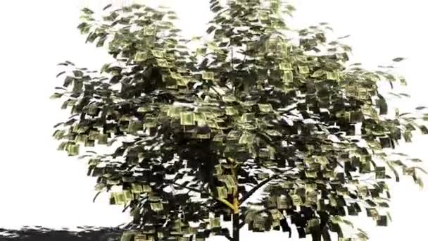 3d animation of money tree — Stock Video