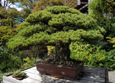 Bonsai minyatür ardıç