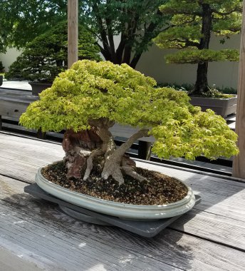 Bonsai minyatür yaprak dökmeyen ağacı