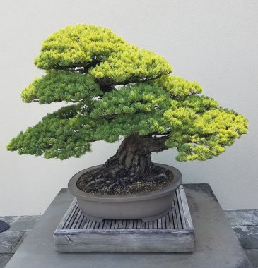 Bonsai minyatür yaprak dökmeyen ağacı