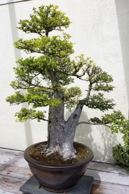 Evergreen bonsai ağacı