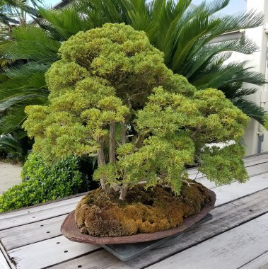 Evergreen bonsai ağacı