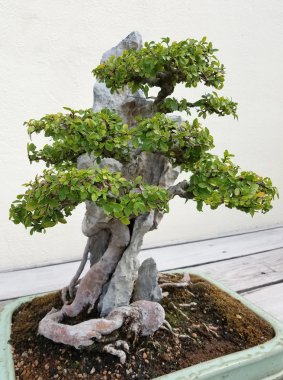 Yaprak döken Bonsai ağacı