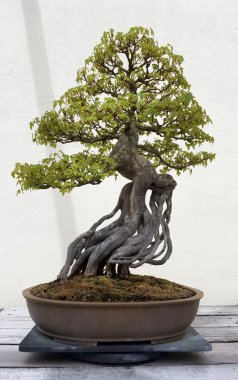 Yaprak döken Bonsai ağacı