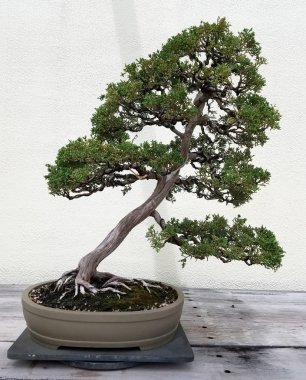 Evergreen bonsai ağacı