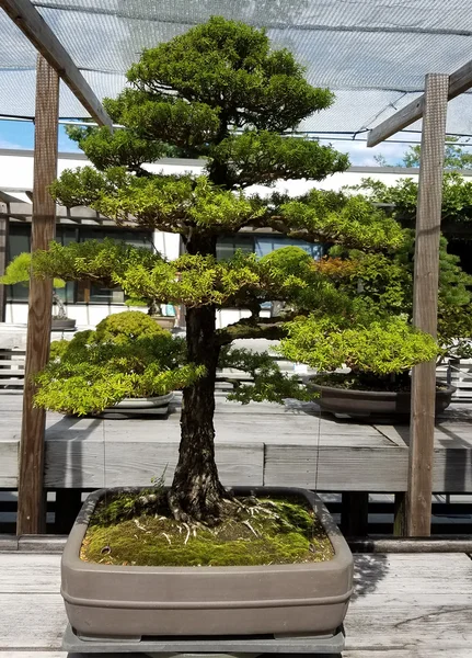 Bonsai miniatura evergreen árvore — Fotografia de Stock