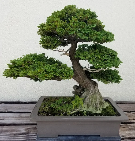 Bonsai albero sempreverde — Foto Stock