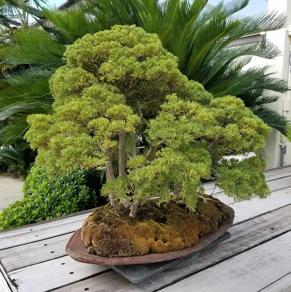 Bonsai árvore sempre verde — Fotografia de Stock