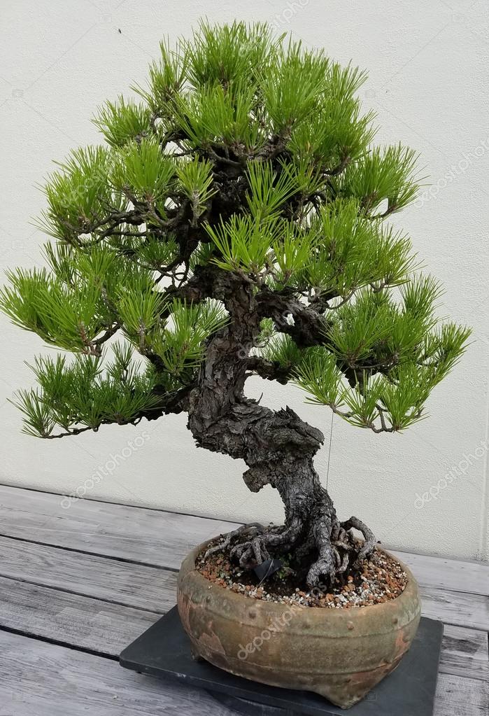 Bonsai evergreen tree Stock Photo by ©3000ad 124038986