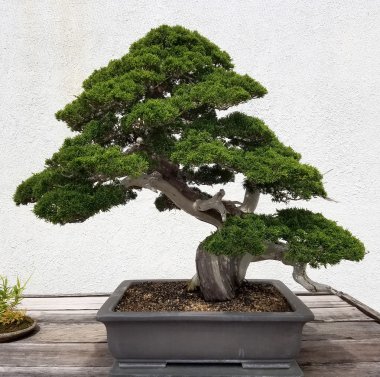 Bonsai minyatür ağaç ile sergi 