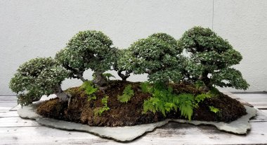 Bonsai yatay, minyatür orman