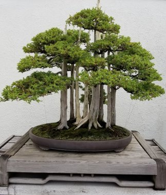 Bonsai ve Penjing manzara 