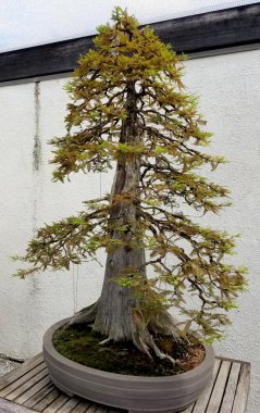 Bonsai minyatür çam ağacı