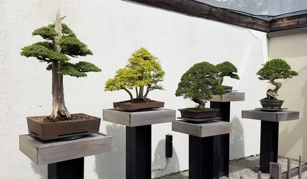 Mostra Bonsai con alberi in miniatura — Foto Stock
