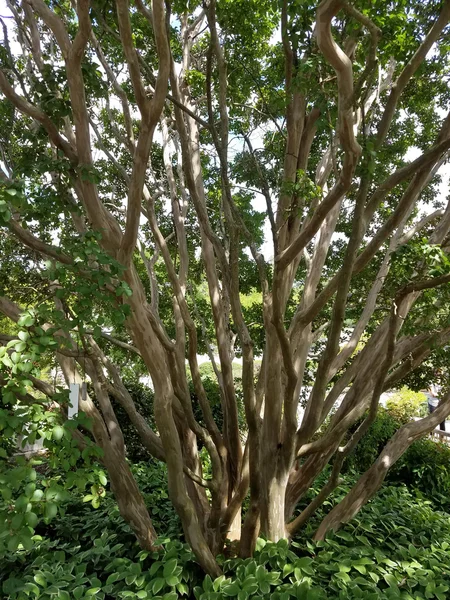 Krep Myrtle ağaç gövdeleri — Stok fotoğraf