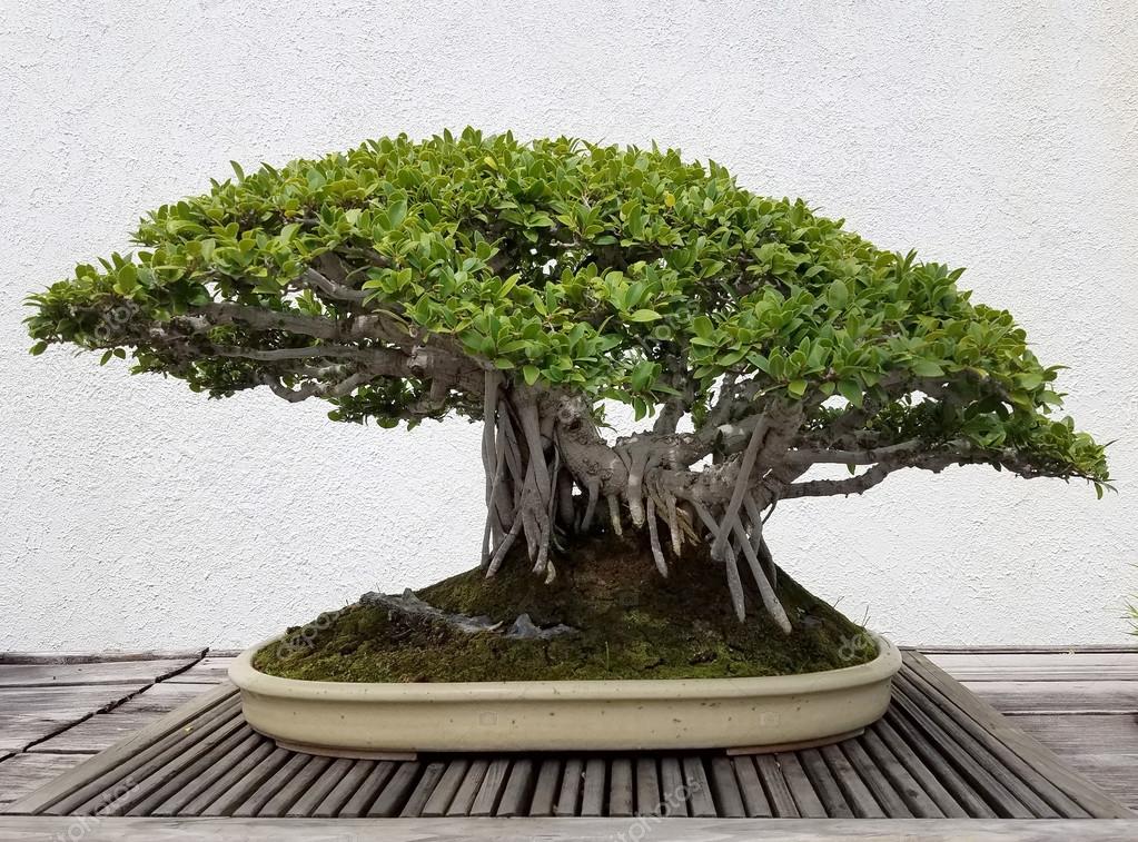 Mini banyan tree | Bonsai banyan tree — Stock Photo © 3000ad #124046328 Mini banyan tree | Bonsai banyan tree — Stock Photo © 3000ad #124046328