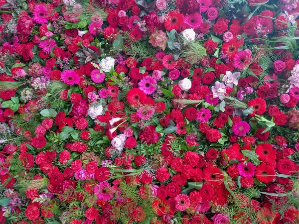 Květinové Pozadí Zblízka Červenými Květy Zelení Pokrývající Dekorativní Zeď Pro — Stock fotografie