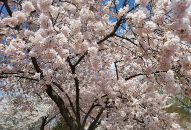 İlkbahar kiraz ağaçları çiçek açan pembe çiçek dalları.