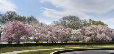 Bahar mevsiminde çiçek açan pembe ve beyaz çiçeklerle dolu dalları olan manolya ağaçları..