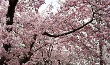 ABD 'nin başkenti Washington' da düzenlenen Kiraz Çiçeği Festivali 'nde dalları çiçek açmış..