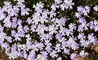 Pembe-mavi çiçekli bahar arkaplanı