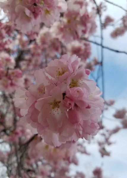 开花结果的特写 供早春背景的粉红色樱桃树花簇 — 图库照片