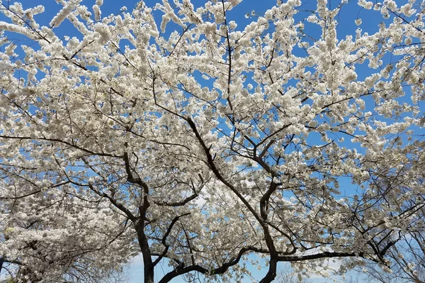 Cerezos Primaverales Plena Floración Con Ramas Contra Cielo Azul — Foto de Stock