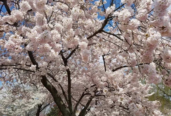 春天的樱桃树 开满了粉红色的枝条 — 图库照片