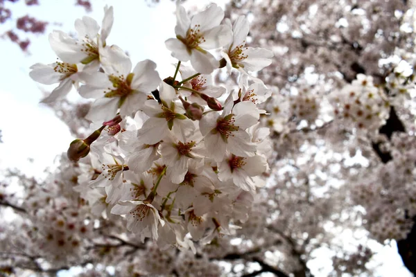 开花结果的樱花丛生特写 为早春背景 — 图库照片