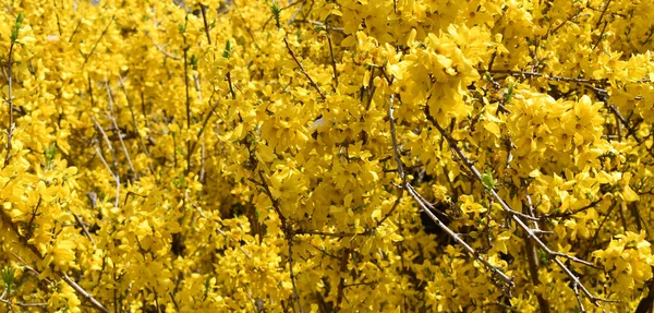 Yellow bushes of Forsythia flowers in full bloom for early spring landscape backgrounds.