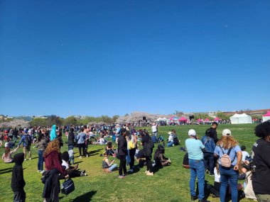 WASHINGTON, DC - 26 Mart 2023: Ülkenin başkentinde düzenlenen Kiraz Çiçeği Festivali sırasında, Ulusal AVM 'nin çimenli sahasında büyük bir yetişkin ve çocuk kalabalığı uçurtma uçuruyor..