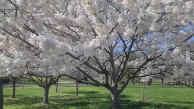ABD 'nin başkenti Washington' da düzenlenen Kiraz Çiçeği Festivali 'nde, mavi gökyüzü karşısında dalları tamamen açmış, baharda çiçek açan ağaçlar.