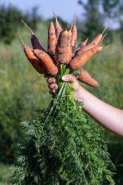 Çiftçinin eli, arka planda yeşil tepeli taze toplanmış havuçları tutuyor.