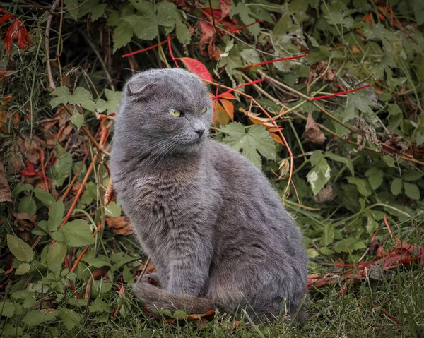 Chat Écossais Gris Trouve Dans Jardin Sur Fond Feuilles Vertes — Photo