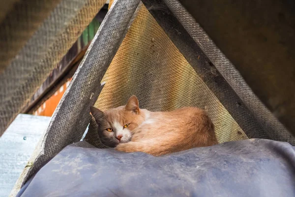 Chat Roux Aux Yeux Jaunes Dort Entre Des Feuilles Ardoise — Photo