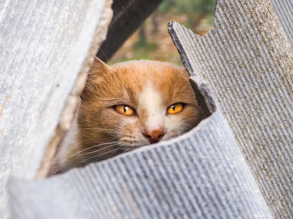 Chat Roux Aux Yeux Jaunes Sort Une Fissure Entre Des — Photo