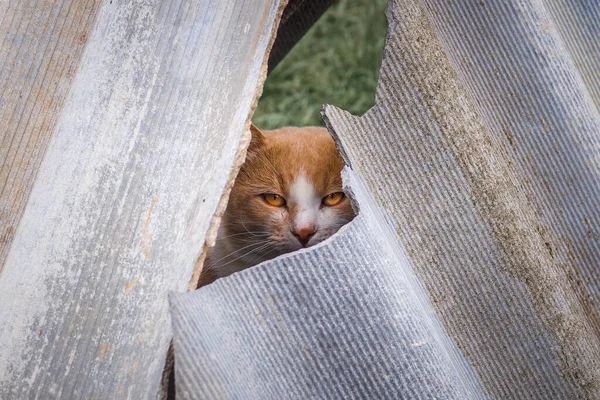 Chat Roux Aux Yeux Jaunes Sort Une Fissure Entre Des — Photo