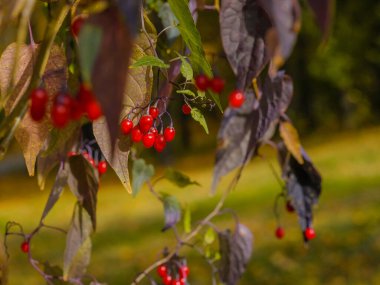 Güneşli bir sonbahar gününde dallardaki parlak kırmızı böğürtlenlere odaklan.. 