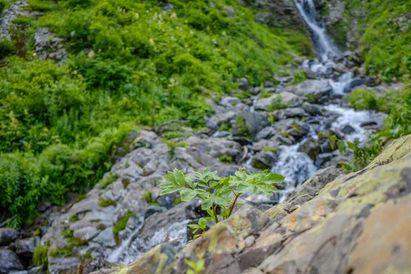 Kafkasya 'daki dağ nehrinin vahşi şelalesinin manzarası. — Stok fotoğraf