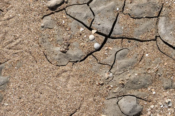 化石海贝壳在干裂的地面上的特写 阳光下的泥土和沙子的质感 全球变暖引起的干旱 复制空间 Flatlay — 图库照片