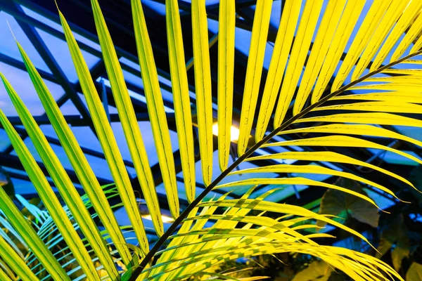 Palmový list na tmavomodrém pozadí. — Stock fotografie