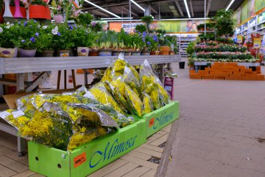 Moskova. - Rusya. 4 Mart 2021. Şeffaf selofan ambalaja sarılmış buketlerin içindeki sarı mimoza çiçeklerine odaklan. 8 Mart 'ta Kadınlar Günü için mağazada birçok bahar çiçeği var.