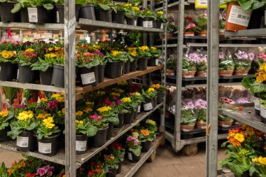 Bahçe dükkanındaki bir rafta saksıda saksıda duran çiçeklere odaklan..